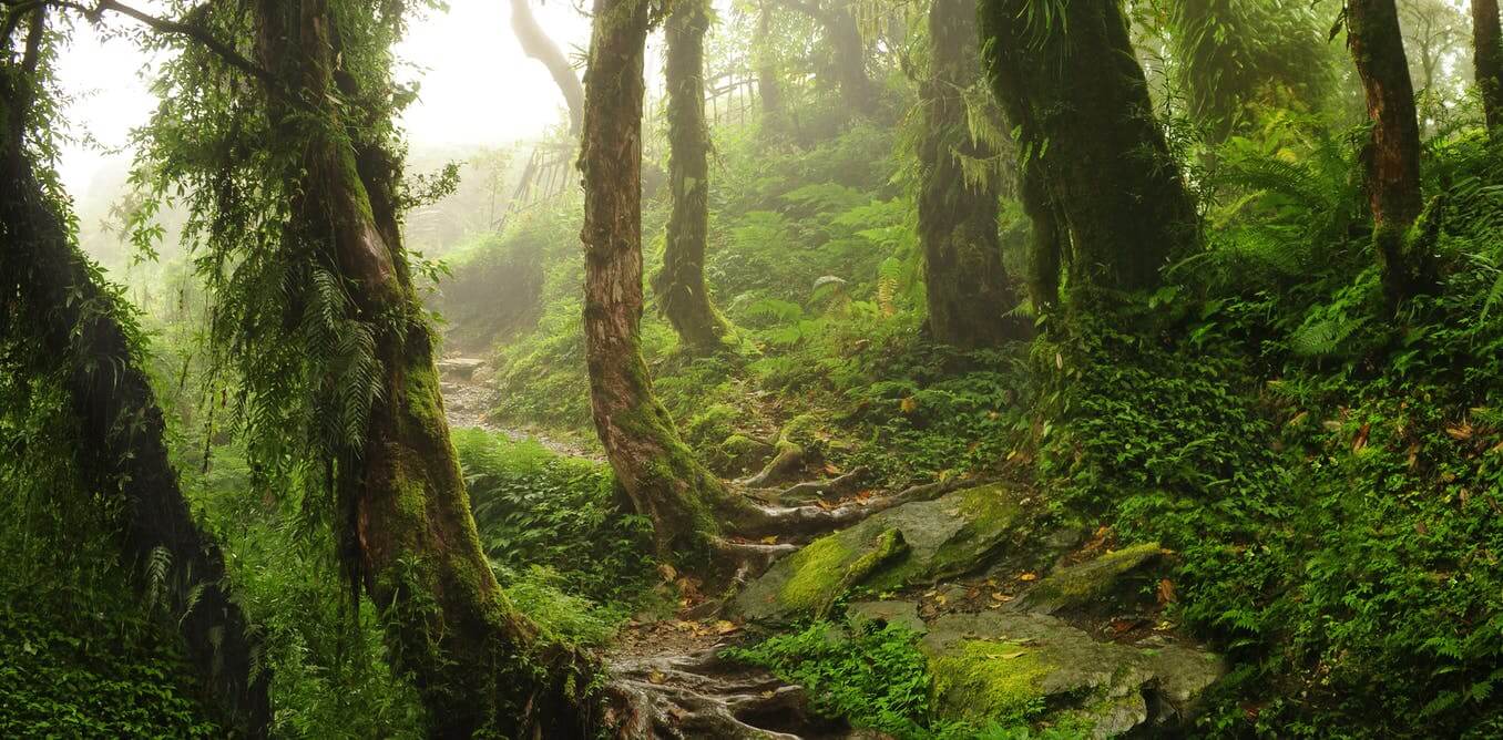 forest-pic